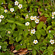 Fragaria vesca
