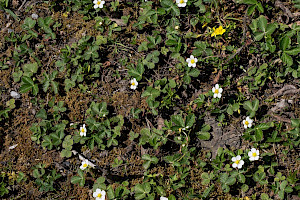 Wild Strawberry: Fragaria vesca