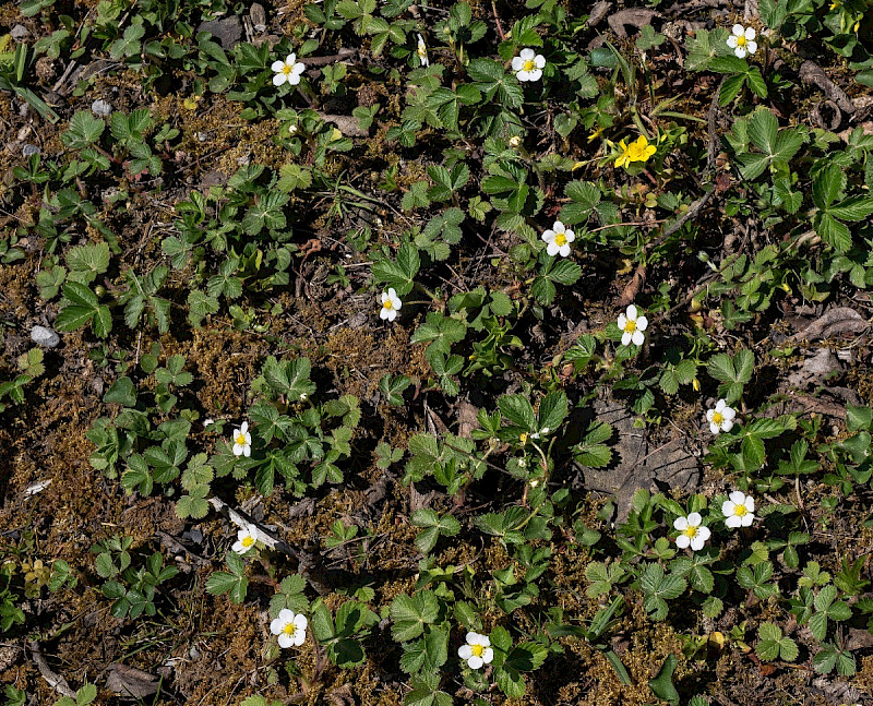 Fragaria vesca - &copy; Charles Hipkin