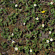 Fragaria vesca
