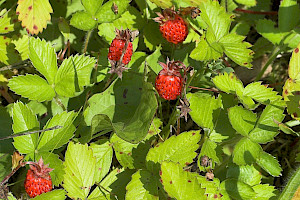 Wild Strawberry: Fragaria vesca