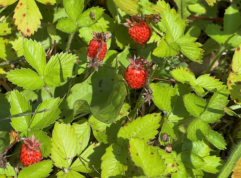Fragaria vesca - &copy; Charles Hipkin