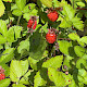 Fragaria vesca