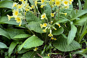 Oxlip: Primula elatior