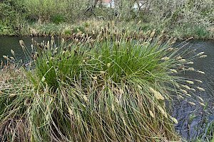 Carex paniculata Greater Tussock-sedge
