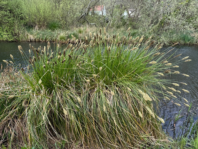 Carex paniculata - &copy; Charles Hipkin