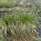 Carex paniculata