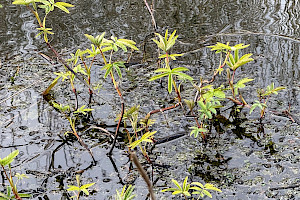 Marsh Cinquefoil: Comarum palustre