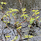 Comarum palustre