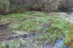 Greater Spearwort: Ranunculus lingua