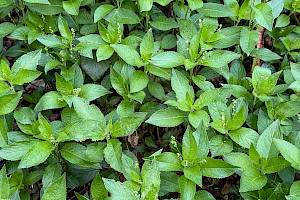 Dog's Mercury: Mercurialis perennis