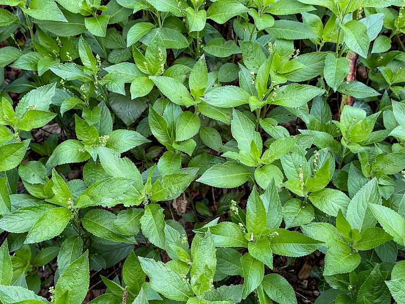 Mercurialis perennis - &copy; Charles Hipkin