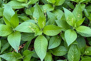 Mercurialis perennis Dog's Mercury