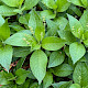 Mercurialis perennis