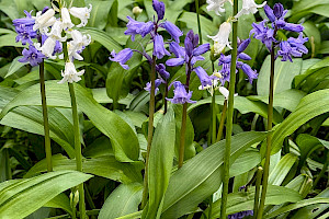Hyacinthoides x massartiana Hybrid Bluebell (H. non-scripta x hispanica)