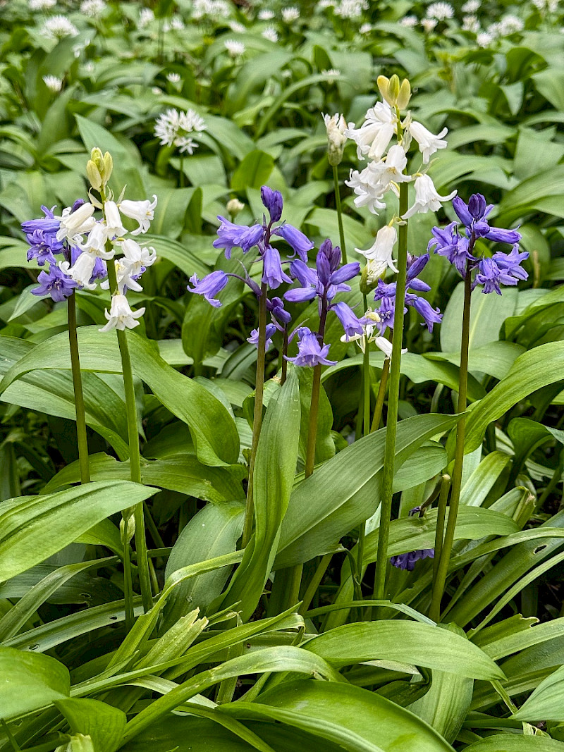 Hyacinthoides x massartiana - &copy; Charles Hipkin