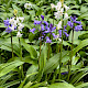 Hyacinthoides x massartiana