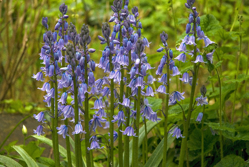 Hyacinthoides x massartiana - &copy; Charles Hipkin