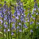 Hyacinthoides x massartiana