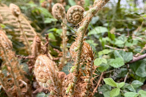Soft Shield-fern: Polystichum setiferum