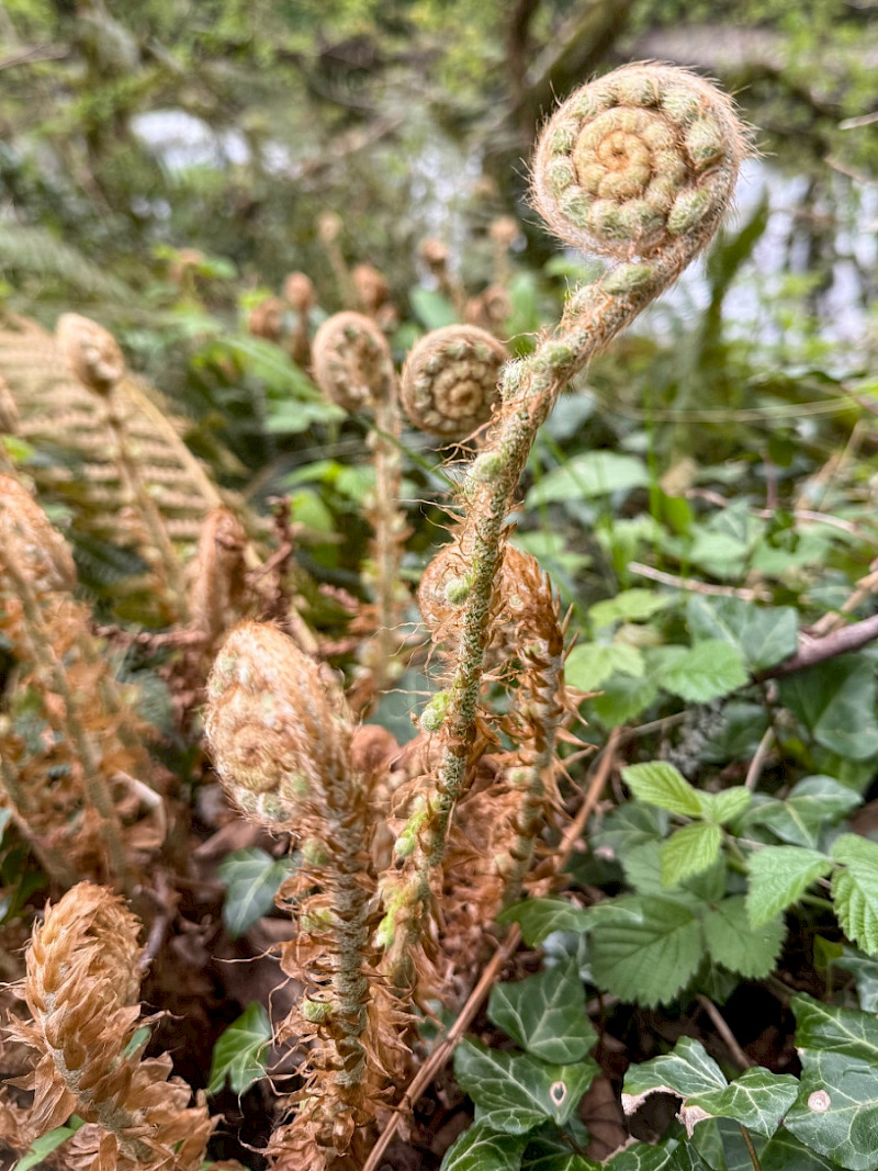 Polystichum setiferum - &copy; Charles Hipkin