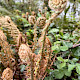 Polystichum setiferum