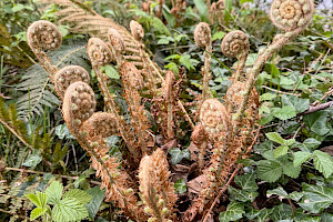 Soft Shield-fern: Polystichum setiferum