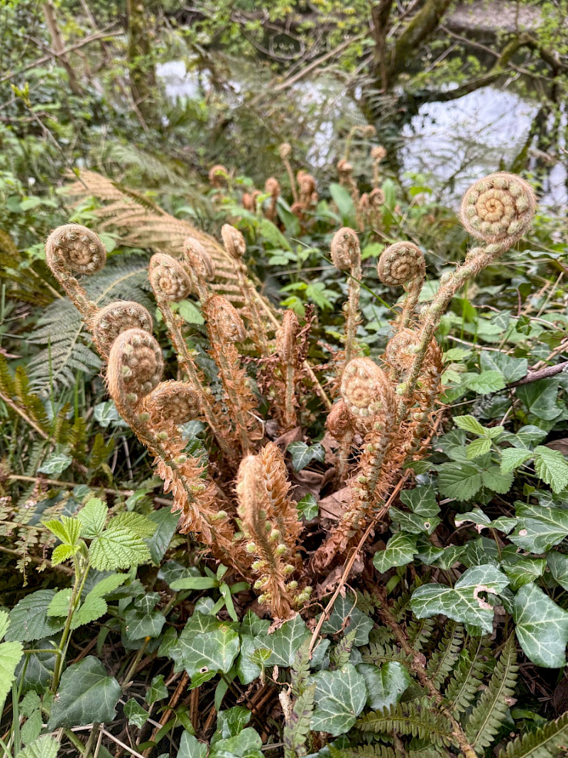 Polystichum setiferum - &copy; Charles Hipkin