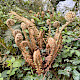 Polystichum setiferum