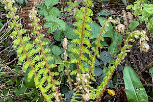 Soft Shield-fern: Polystichum setiferum