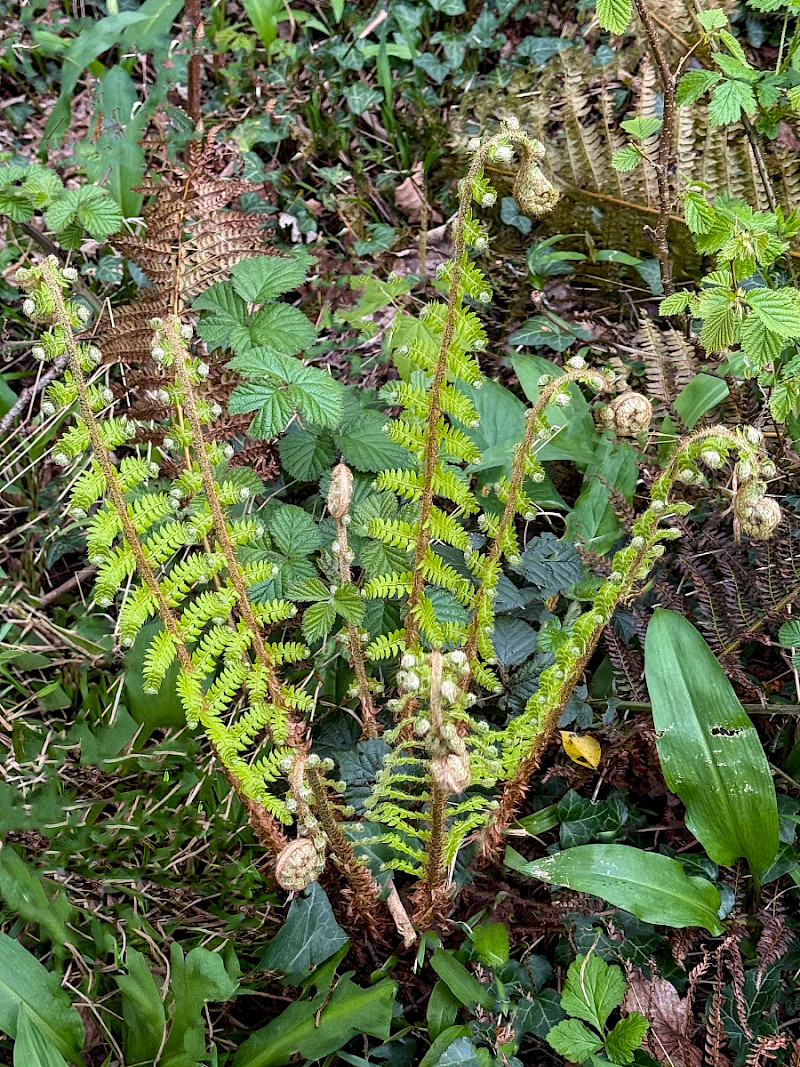 Polystichum setiferum - &copy; Charles Hipkin