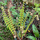 Polystichum setiferum