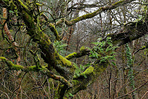 Polypody: Polypodium vulgare