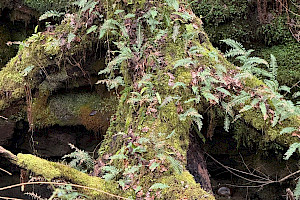 Polypodium vulgare Polypody