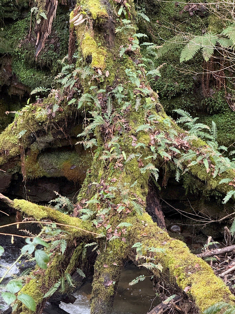 Polypodium vulgare - &copy; Charles Hipkin