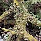 Polypodium vulgare
