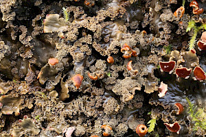 Scaly Dog-lichen: Peltigera praetextata
