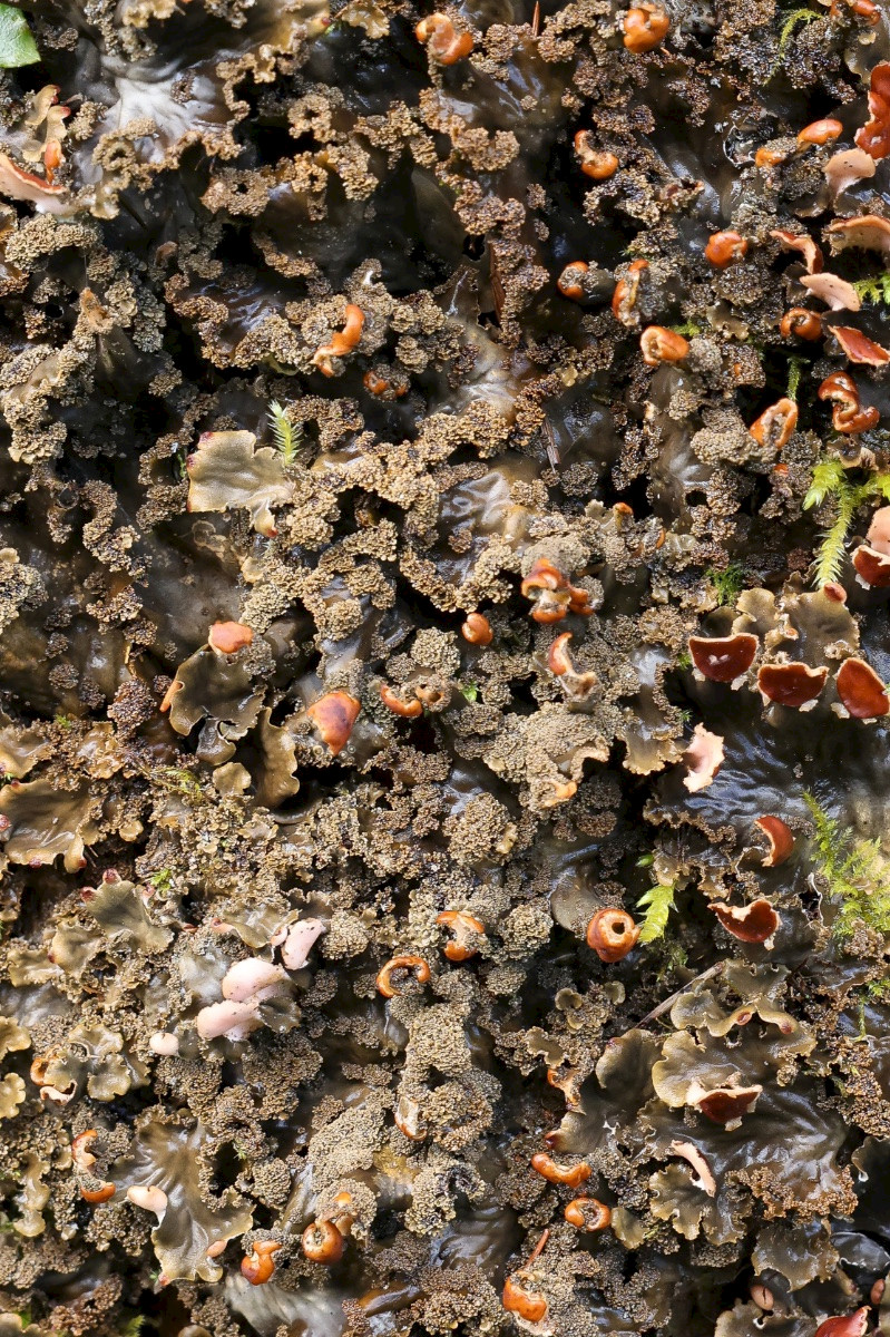 Peltigera praetextata - &copy; Charles Hipkin