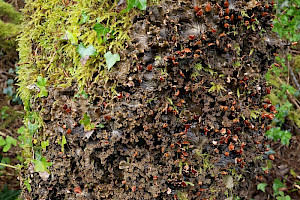 Peltigera praetextata Scaly Dog-lichen
