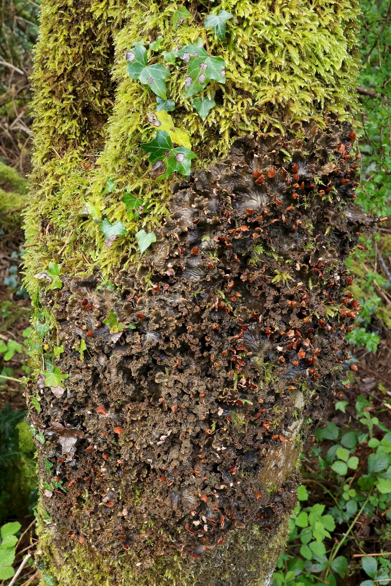 Peltigera praetextata - &copy; Charles Hipkin