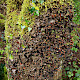 Peltigera praetextata