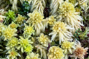 Sphagnum fallax Flat-topped Bog-moss