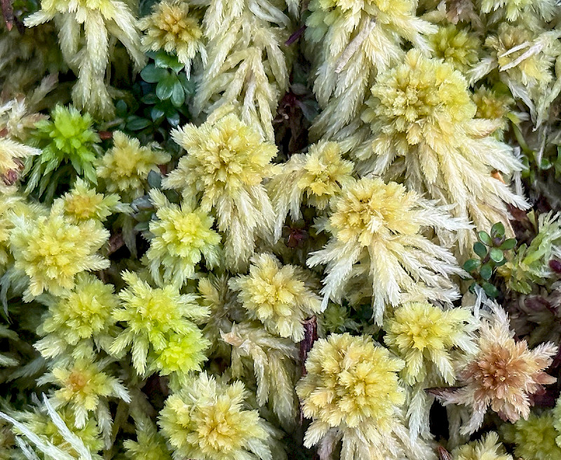 Sphagnum fallax - &copy; Charles Hipkin