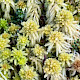 Sphagnum fallax