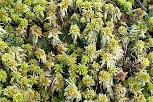 Flat-topped Bog-moss: Sphagnum fallax