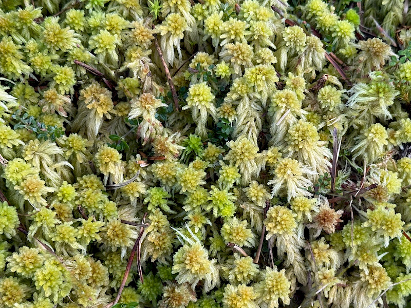 Sphagnum fallax - &copy; Charles Hipkin