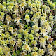 Sphagnum fallax