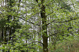 Wild Cherry: Prunus avium