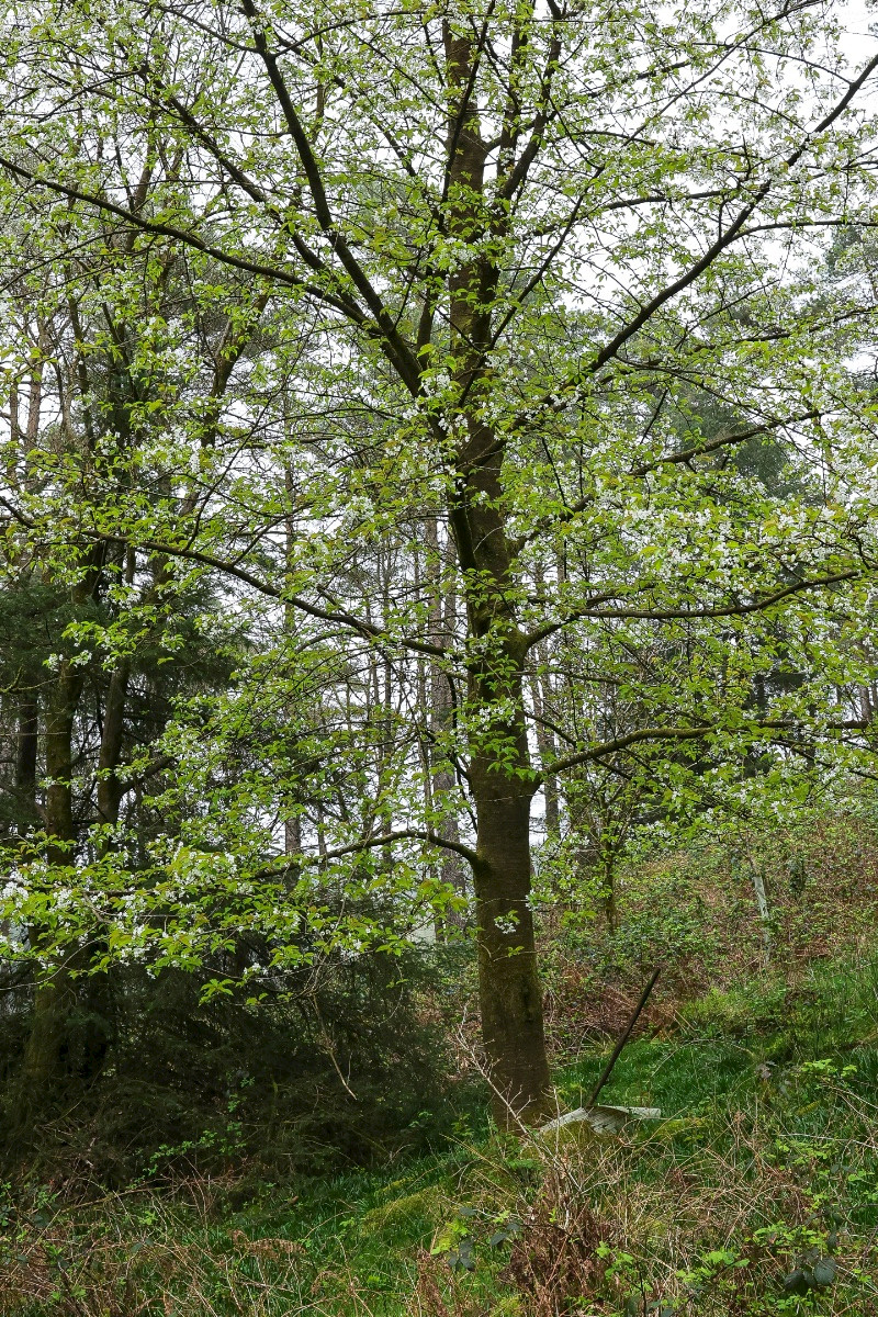 Prunus avium - &copy; Charles Hipkin