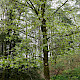 Prunus avium